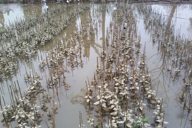 Người dân trồng rau màu và hoa Tết mất trắng sau lũ