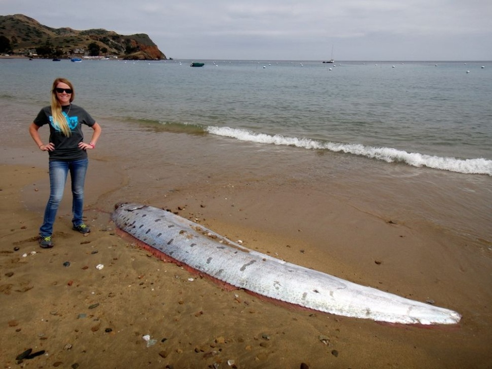 Meet the strange creatures that once washed up on the beach - 6