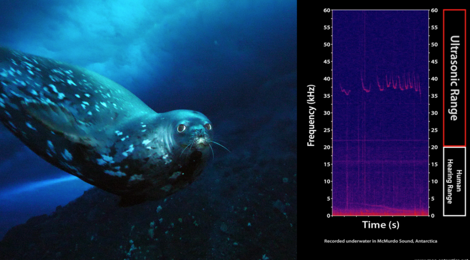 Bí ẩn tiếng ồn siêu âm của hải cẩu tạo dưới nước chưa có lời giải - 1