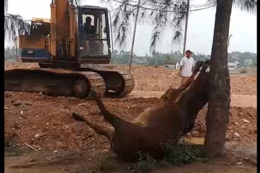 2 người lạ mặt xuất hiện ở bãi chăn bò, 30 phút sau 3 con bò lăn ra chết