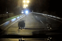 Xác định nữ tài xế lái ô tô ngược chiều trên cao tốc Liên Khương - Prenn