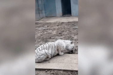 Hổ quý hiếm trong vườn thú Trung Quốc nghi phải ăn đất vì đói khát