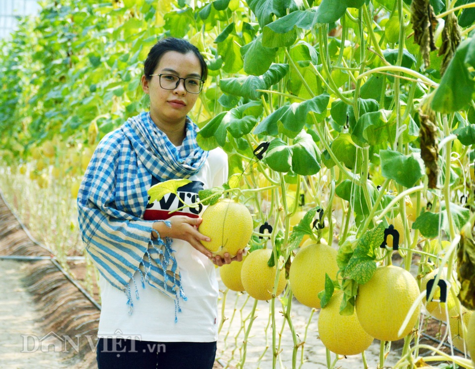 Vườn dưa khủng độc nhất Cà Mau: Toàn loại độc, lạ - 10 Vườn dưa khủng độc nhất Cà Mau: Toàn loại độc, lạ - 10