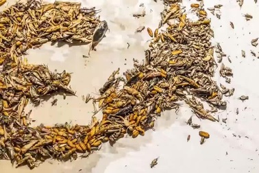 Gỏi tép sống Goong Ten, Thái Lan