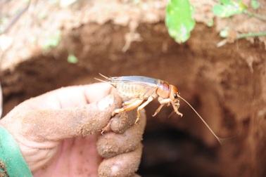 Dân thành phố đi săn dế cơm, "bỏ túi" 200-300 ngàn đồng/ngày