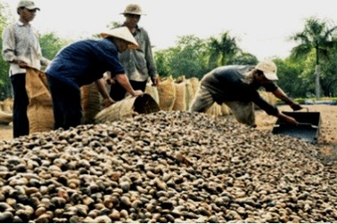 Diện tích trồng thu hẹp, sản lượng điều vẫn tăng