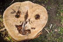 Tại sao một số người nhìn đâu cũng thấy những khuôn mặt kì lạ?