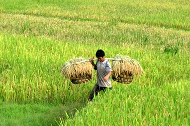 Đi qua những mùa gặt