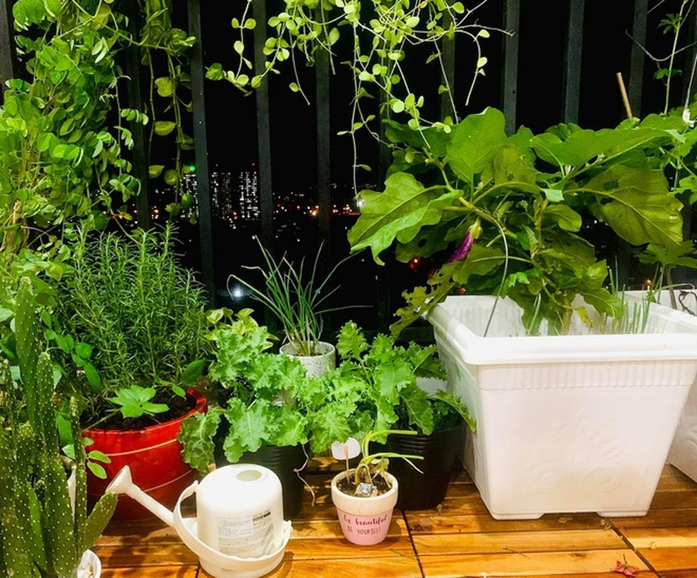 Những khu vườn ban công nhỏ mà có võ, tràn ngập rau trái sum suê - 7 Những khu vườn ban công nhỏ mà có võ, tràn ngập rau trái sum suê - 7