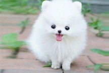 Chó sủa có ý nghĩa gì?