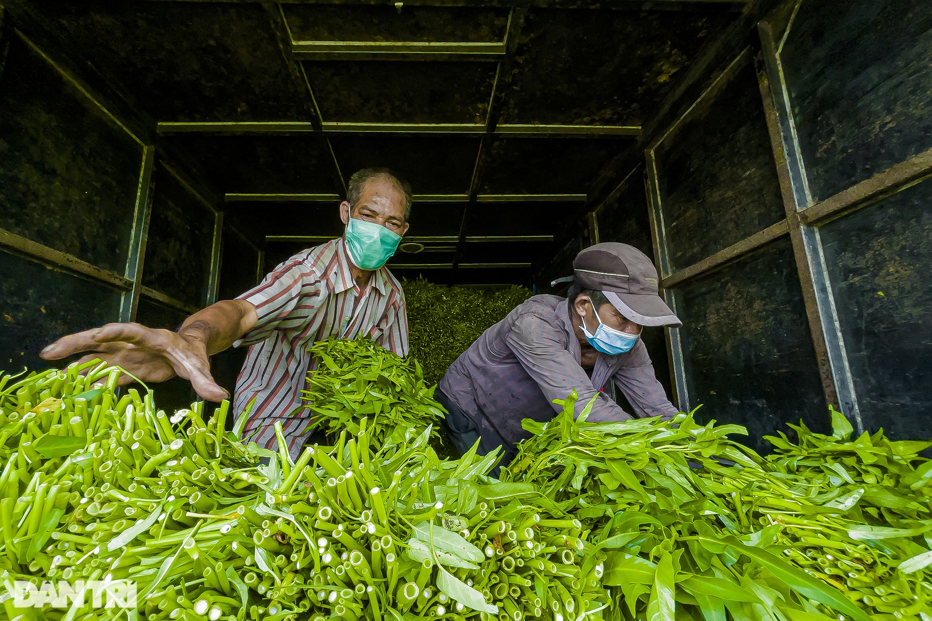 Hàng nghìn bó rau nghĩa tình gửi tặng người dân vùng dịch ở TPHCM - 7