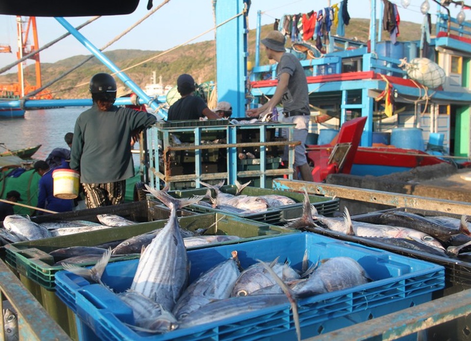 Chủ tàu cá bị phạt gần 1 tỷ đồng vì đánh bắt trên vùng biển nước ngoài - 1 Chủ tàu cá bị phạt gần 1 tỷ đồng vì đánh bắt trên vùng biển nước ngoài - 1