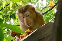 Bắn gây mê con khỉ đuôi lợn cắn 3 người ở TPHCM