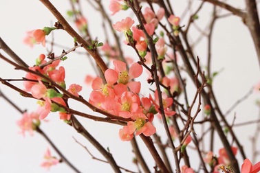 Tết nhà giàu, bình anh đào trái vụ, hàng ngoại xách tay giá chục triệu đồng