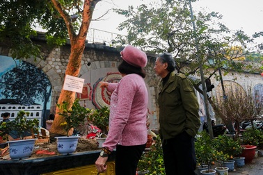 Bất ngờ với  cây mai hơn trăm tuổi “giá sốc” 4 tỷ đồng, chờ đại gia chở về