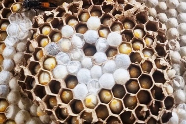 Nhộng loài ong độc được bán cho nhà hàng giá 500.000 đồng/kg