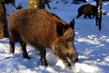 Lợn nhiễm phóng xạ đang lang thang khắp Trung Âu khiến nhiều người lo lắng