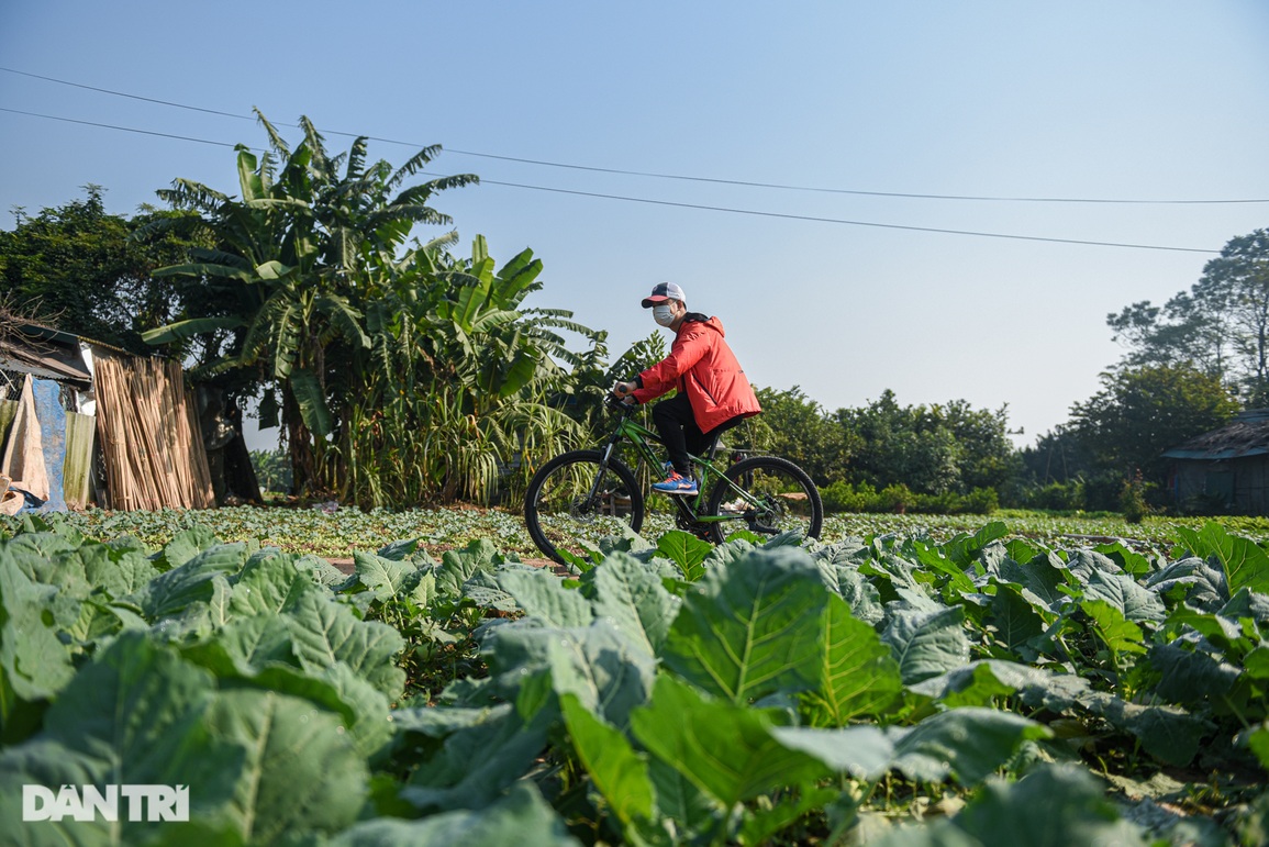 Ngại đi xa vì dịch, khách chi tiền triệu đặt tour xe đạp du lịch Hà Nội - 9 Ngại đi xa vì dịch, khách chi tiền triệu đặt tour xe đạp du lịch Hà Nội - 9