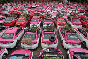 Vườn cà tím, rau xanh sum suê trên nóc hàng trăm xe taxi