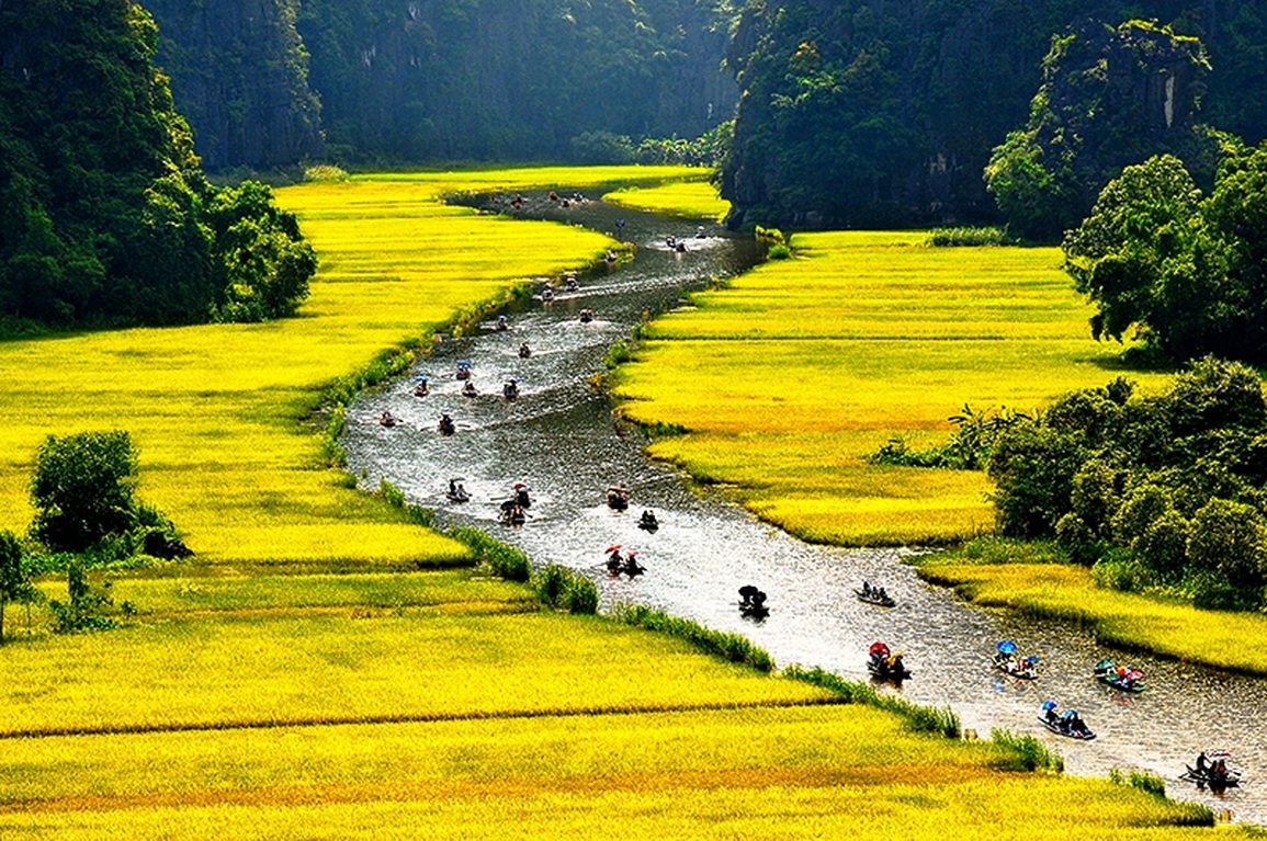 Trầm trồ cánh đồng lúa hình lá cờ hội khổng lồ đẹp như tranh ở Tam Cốc - 9 Trầm trồ cánh đồng lúa hình lá cờ hội khổng lồ đẹp như tranh ở Tam Cốc - 9