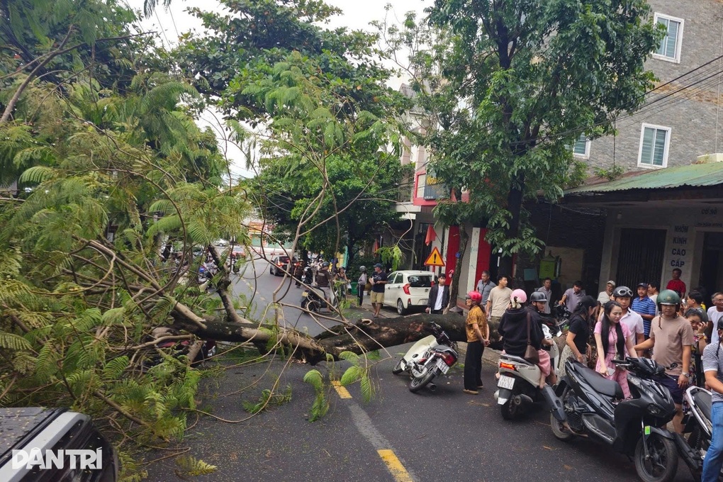 Cây phượng cổ thụ bật gốc, đè trúng 4 người đi xe máy - 1 Cây phượng cổ thụ bật gốc, đè trúng 4 người đi xe máy - 1