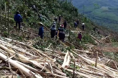 Nhọc nhằn mưu sinh trên núi cao ở Quảng Ngãi