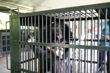 Cứu hộ thành công 2 cá thể gấu ngựa bị nuôi nhốt 20 năm