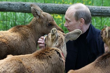 Tổng thống V. Putin, người cứu hộ động vật hoang dã nổi tiếng