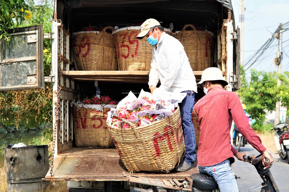 Người trồng thanh long điêu đứng vì giá rớt thê thảm - 4 Người trồng thanh long điêu đứng vì giá rớt thê thảm - 4