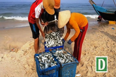 Ngư dân vùng bãi ngang bội thu "lộc biển" đầu năm