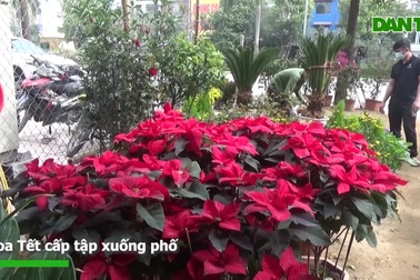 Trạng nguyên, lồng đèn "đọ" sắc Tết với đào, mai