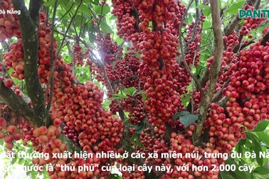 Nông dân thu lợi kép từ loại cây đặc sản quả đỏ từ gốc đến ngọn