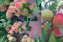 Mê mẩn vườn đào cổ thụ sai lúc lỉu trên sân thượng nhà 3 tầng