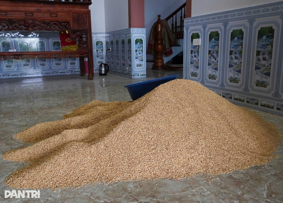 Hà Nội: Nước ngập đến cổ, lão nông mất trắng 2 ao cá, đàn trâu gặp nguy - 4 Hà Nội: Nước ngập đến cổ, lão nông mất trắng 2 ao cá, đàn trâu gặp nguy - 4
