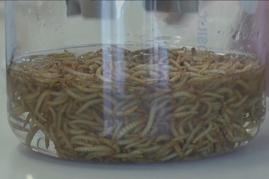 Sản xuất bơ làm bánh từ ấu trùng ruồi