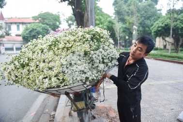 Cúc họa mi đầu mùa: Dân buôn "hét giá" cả trăm ngàn một bó vẫn cháy hàng