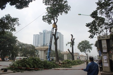 Hà Nội thừa nhận nóng vội trong việc chặt hạ cây xanh