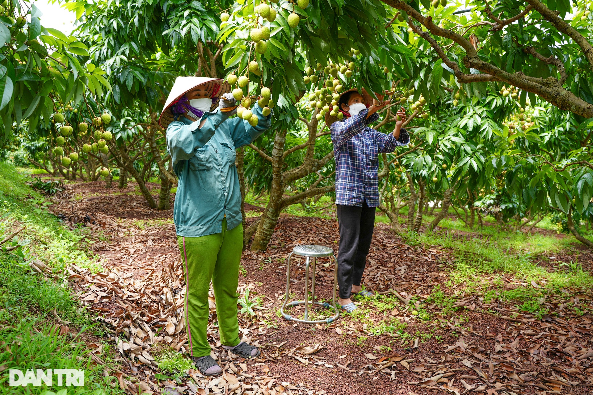 Thủ phủ vải sớm Tân Yên được mùa, người dân phấn khởi thu hoạch - 5 Thủ phủ vải sớm Tân Yên được mùa, người dân phấn khởi thu hoạch - 5