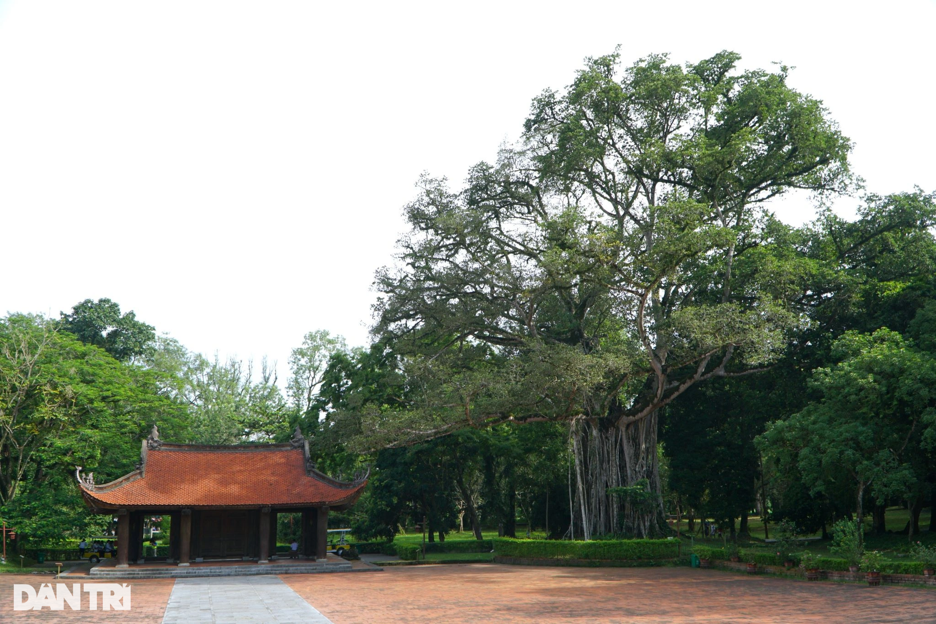 Kỳ lạ cây đa ôm cây thị và cây ổi biết cười ở Lam Kinh - 2 Kỳ lạ cây đa ôm cây thị và cây ổi biết cười ở Lam Kinh - 2
