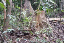 Truy trách nhiệm vụ hàng chục cây rừng tự nhiên bị đốn hạ