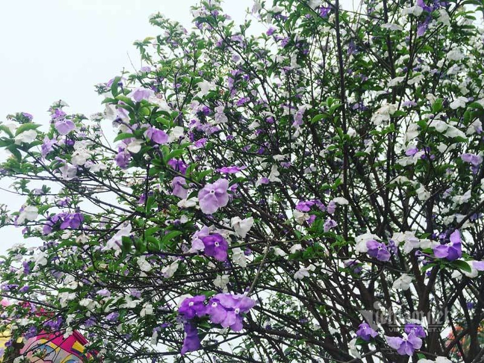 Cây nhài cổ thụ hoa biến đổi màu, đại gia xếp hàng rước về chơi Tết - 3 Cây nhài cổ thụ hoa biến đổi màu, đại gia xếp hàng rước về chơi Tết - 3
