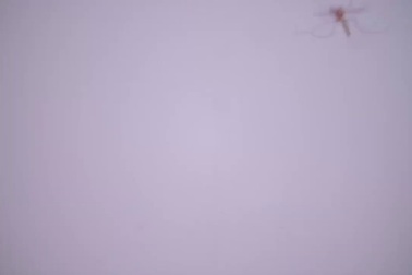 Quá trình hút máu của muỗi.