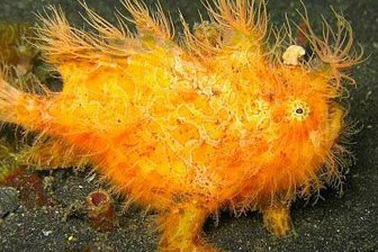 Những động vật kỳ lạ nhất hành tinh (1)