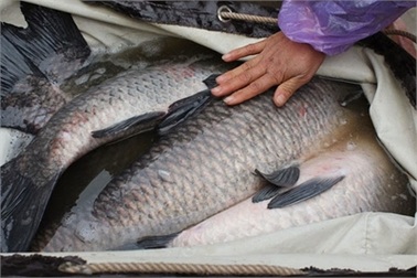 Bà chị văn phòng, mỗi ngày bán nửa tấn cá, lãi 6 triệu