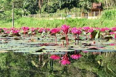 Ngỡ ngàng "rừng" hoa súng khoe sắc trên hồ ở chân đèo Eo Gió