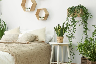 7 loại cây bạn nên đặt trong nhà để ngủ ngon, an thần và lọc khí