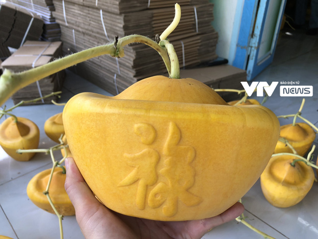 Tạo hình dưa hấu thành thỏi vàng, nông dân thu bạc triệu vụ Tết - 3 Tạo hình dưa hấu thành thỏi vàng, nông dân thu bạc triệu vụ Tết - 3