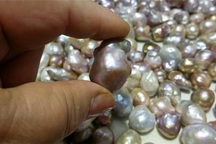 Làm giàu từ ngọc trai nước ngọt