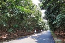 Đại biểu Quốc hội tỉnh Gia Lai nói cây cao su thải khí CO2, chuyên gia lên tiếng