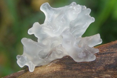 Nấu cháo sen nấm tuyết thơm ngon, thanh mát